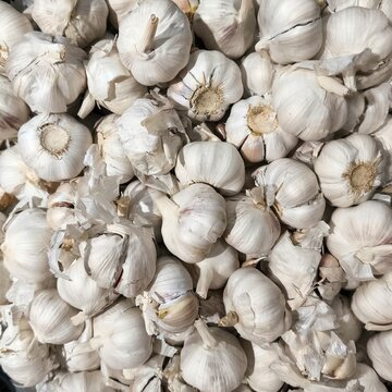 Fresh galic ready for sale in market for cooking.