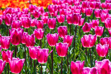 春の花壇に咲くチューリップ