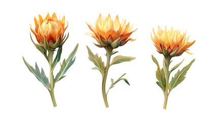 Pack of Safflower Set Against Transparent Background for Botanical or Natural Projects