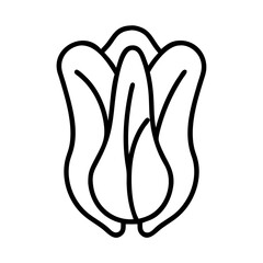 Outline vector illustration of endive vegetable chicory plant healthy food icon art