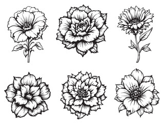 Cuphea black line art on white background drawing