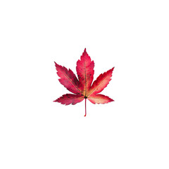 Red maple leaf png