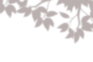 Realistic blurred leaf shadow effect isolated on transparent background. blur branch leaves shadow. Plant foliage silhouette. Nature design element for spring summer, mockup for product presentation