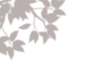 Realistic blurred leaf shadow effect isolated on transparent background. blur branch leaves shadow. Plant foliage silhouette. Nature design element for spring summer, mockup for product presentation
