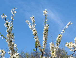 Blossoming white flowers against clear blue sky