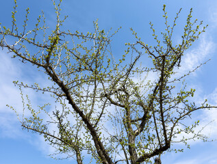 Springtime tree branches with budding leaves against blue sky