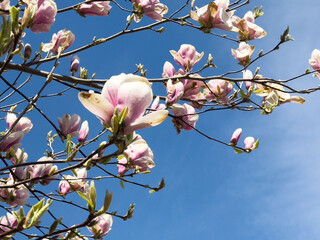 Pink magnolia blossoms against clear blue sky in springtime