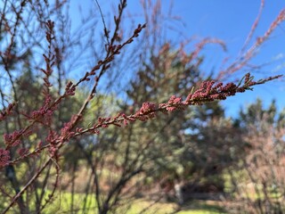 Tamarix Ramosissima pink cascade whitish pink flowers close up. Leaves are pale green scale-like, feathery. Tamarisk or salt cedar. Soft blooming of Tamarix or tamarisk green plant with pink flowers.
