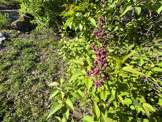 Purple blooming flower on branch Syringa vulgaris. Close-up. Syringa vulgaris, the lilac or common lilac, is a species of flowering plant in the olive family, Oleaceae.
