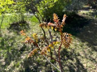 Close-up of fresh red leaves of Koelreuteria paniculata in spring. Selective focus. Native to eastern Asia (China and Korea). Golden rain tree, pride of India, Chinese tree and varnish tree.
