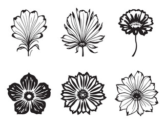 Fairy Fan Flower Black Line Art Single Clear Vision on White Background