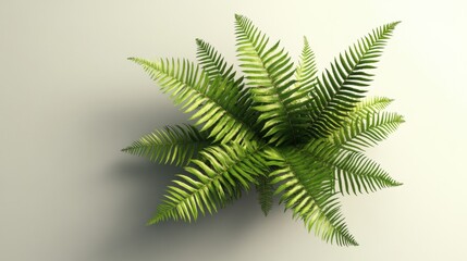 Naklejka premium Top View of a Fern Plant