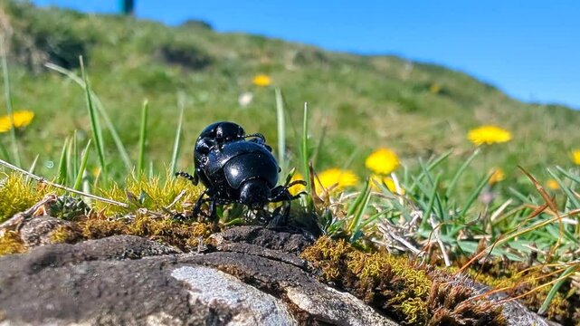 Amor entre besouros, um acasalamento na simplicidade de um campo florido sob um c&eacute;u azul