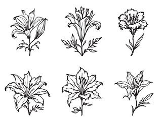 Flame Lily Black Line Art Single Clear Vision on White Background