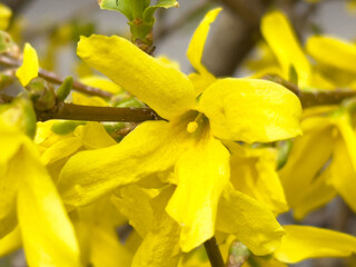 Vibrant yellow forsythia blossom in full bloom