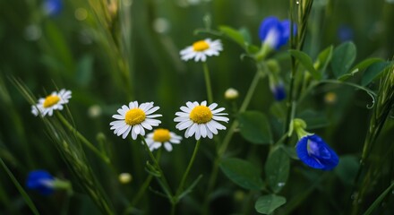 White daisies blue flowers green field soft light. AI Generated