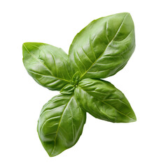 Basil Bunch isolated on transparent background. PNG with clipping path