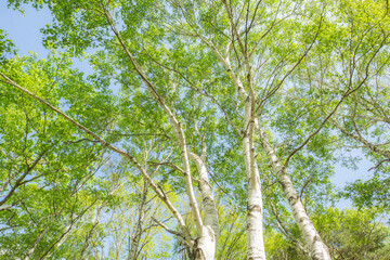 青空に映える見上げた白樺の新緑2