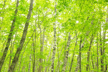 柔らかな新緑の自然の森1