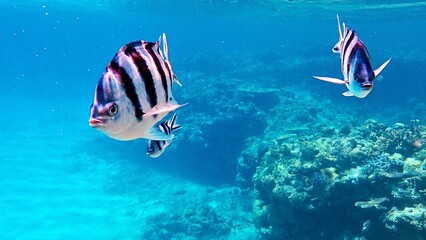 沖縄の海を泳ぐロクセンスズメダイ