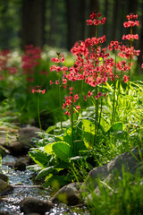 森のせせらぎに咲くクリンソウの花2