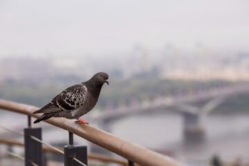 A wild blue pigeon sits on a railing against the backdrop of a bridge over the Volga River in Nizhny Novgorod.