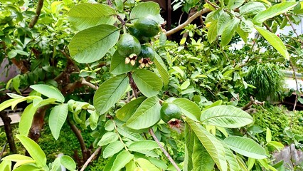 野外で栽培されているグァバ
