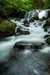 Fototapeta premium 新緑の中を流れる滝と清流1