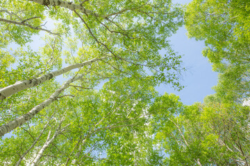 青空に映える見上げた白樺の新緑5