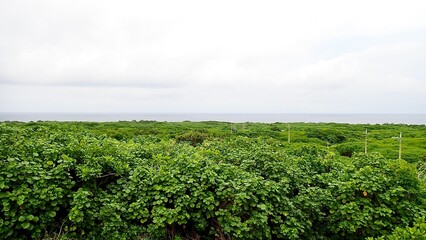 沖縄県八重山諸島鳩間島にある物見台から見える風景