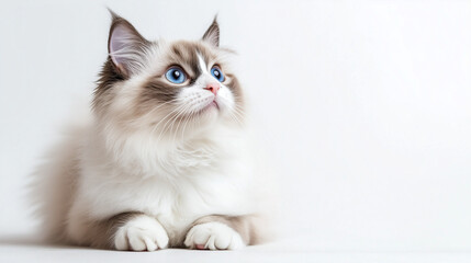 Fototapeta premium Beautiful Ragdoll Cat with Striking Blue Eyes on White Background, copy space