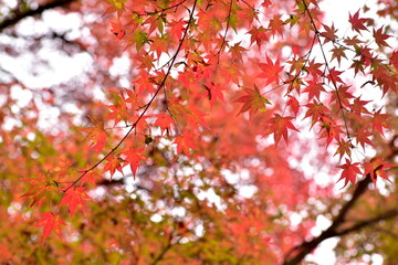 津和野　島根　紅葉　秋　旧堀氏庭園