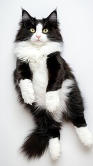 Fototapeta premium Black and White Long-Haired Cat Lying Down