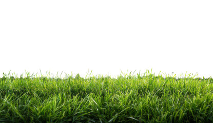 Fototapeta premium Field of green grass isolated on transparent background