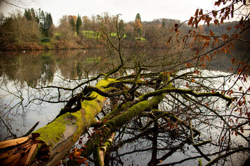 Bright green moss, twigs, and fallen trees on the forest floor close to Lost Lake