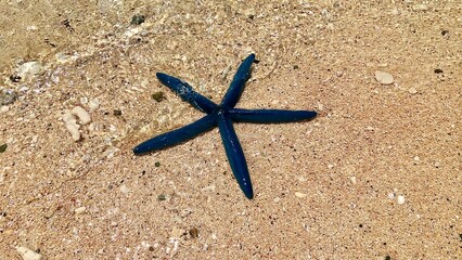 砂浜の上にいるアオヒトデ