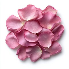 Delicate Pink Rose Petals Spread on a White Background for Beauty and Nature Themes