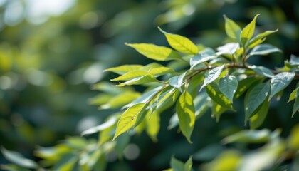 Obraz premium Whispering Wind A soft focus image of leaves rustling in the wind, captured in motion with blurred effects.