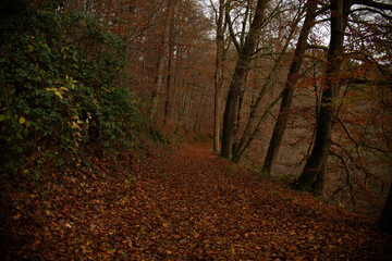 Autumn forest nature. Vivid morning in colorful forest with sun rays through branches of trees.