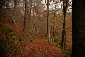 Autumn forest nature. Vivid morning in colorful forest with sun rays through branches of trees.