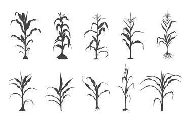 Corn stalk svg, Corn stalk silhouette, Corn tree svg, Corn tree silhouette, Corn svg, Corn silhouette, Corn stalk vector. © DesignLands 