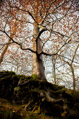 Obraz premium A majestic oak tree seen from the base, its thick trunk covered in moss and reaching up into a canopy of vibrant green leaves.