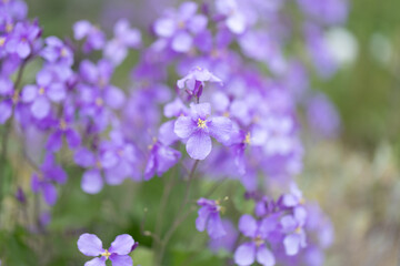 ムラサキハナナ