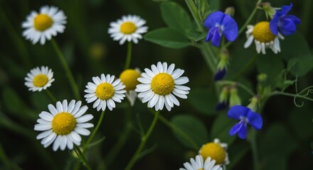 Obraz premium Wildflowers Meadow Soft Light Daisies Blue Flowers. AI Generated