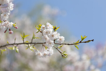 可憐な桜