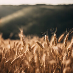 Fototapeta premium A field of wheat with ripe golden ears set against a backdrop of a mountainous landscape.