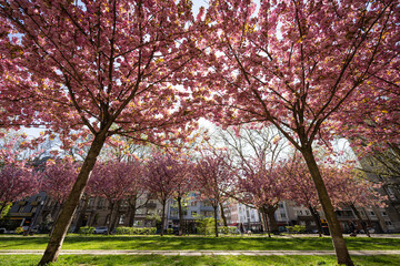 Kirschblüte Kaiserstraße Mainz, April 2025