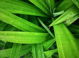 green pandan leaves with rain drops background