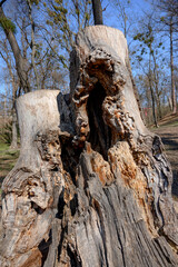 tree trunk. hollow