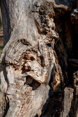 drift wood